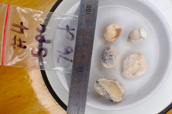 Opalized Freshwater Mussel Shell Fossils - 5pc - 76ct