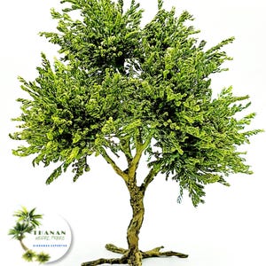 May include: A detailed miniature model tree featuring a textured brown trunk and branches, with dense, light green foliage. The tree has a detailed root system and is set against a white background. The THANAN MODEL TREES logo is in the lower left corner.