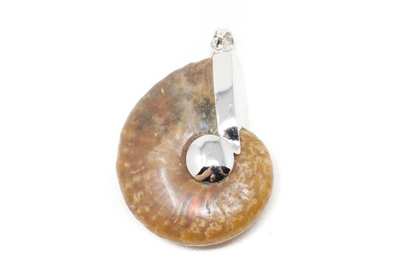 Vintage Nautilus Shell Fossil Gem