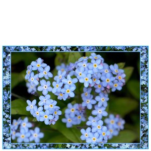 Carte de voeux myosotis, bleu, printemps, nature, fleurs de jardin, carte de sympathie, souvenirs