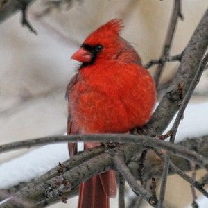 Cardinal mâle - avec des détails sur les espèces - Photographie de la nature - cartes vierges