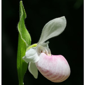 Carte de correspondance voyante Lady Slipper orchidée