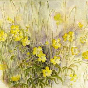 Carte renoncule, aquarelle, tableau, fleurs, fleurs, pétales, jaune, sauvage, printemps, campagne, fleurs, artiste, Rae Hilts,