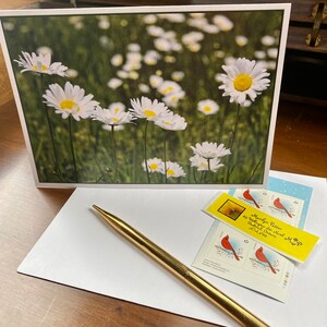 Délice de marguerites, champ de marguerites sauvages, fleurs, fleurs, nature, campagne, pré blanc jaune vert, bouquet de fleurs