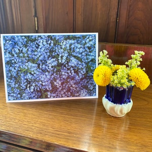 Myosotis, carte de sympathie, printemps, nature, photographie, ImagesShared, petite entreprise, canadien, bleu, fleurs, salutation, correspondance,
