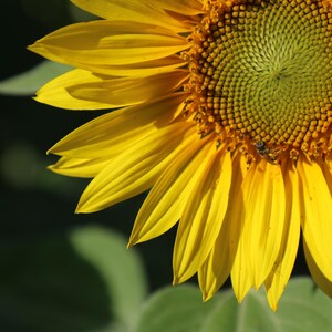 Ensemble de tournesols quatre photos différentes de tournesols, correspondance, pays, floral, ensemble mixte, blanc