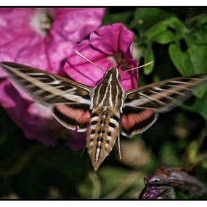 Ensemble de cartes de correspondance colibri, mite ou papillon, floral, fleurs, similaire, jardin