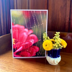 Diamants de la nature, Zinnia, pétales, nature, toile d'araignée, goutte d'eau, jardin, photographie, carte vierge, voeux, ImagesShared, fait main