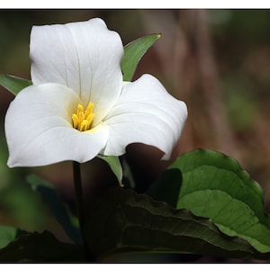 Fleurs des bois de printemps - lot de quatre, nature, cartes de correspondance vierges, canadien, fleurs précoces, sauvage, racine sanguine, hépatique, trille, lis de truite