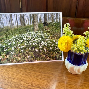 Trilles blancs, carte de condoléances, photographie de la nature, canadien, original, trille, sol forestier, vert et blanc