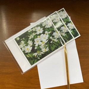 Cartes vierges anémone des bois - photographie de la nature - fleurs sauvages, bord de la route, propagation, Anenome