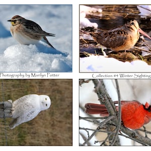 Oiseaux d'hiver - Photographie de la nature, cartes de correspondance, ImagesShared, enneigé vieux, cardinal, bruant des neiges, bécassine, détails sur les espèces