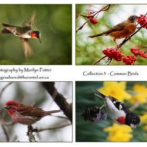 Cartes de correspondance oiseaux, colibri, à gorge rubis, rouge-gorge, roselin pourpré, gros-bec à poitrine rousse, oiseaux de jardin, oiseaux d'été, cartes de correspondance vierges