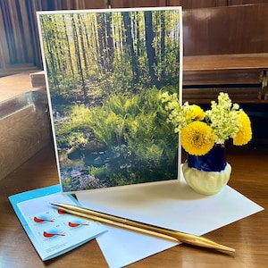 Promesse du printemps, vert, fougères, nouvelle pousse, 5 x 7 pouces, nature, photographie, original, canadien, carte de voeux, poème de sympathie