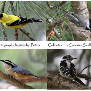Petits oiseaux canadiens communs - Nature - 4 cartes de correspondance vierges, mésange, sittelle à poitrine rose, pic mineur, oiseaux qui se nourrissent, forêt, commun