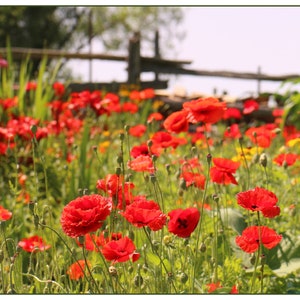 Jeu de cartes de correspondance Poppy Meadow - photographie de la nature - jardin de campagne, coquelicots d'Islande, sauvage, coloré, délicat, rouge, correspondance
