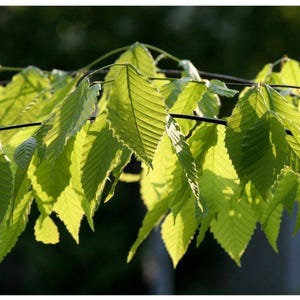 Vert printemps, feuilles de hêtre, début du printemps, bois, éveil, forêt, nouvelle vie, carte de voeux, message de sympathie