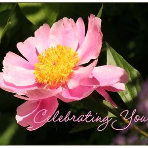 Cartes de correspondance florales - 3 messages au recto, marguerite - merci, tournesols - joyeux, pivoine - en fête, échinacée - je pense à vous....