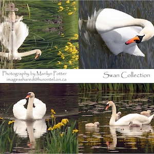 Ensemble de cartes de correspondance de la famille des cygnes, sur l'étang, mère, père, cygnes, printemps, iris, photographie, nature, nouvelle vie