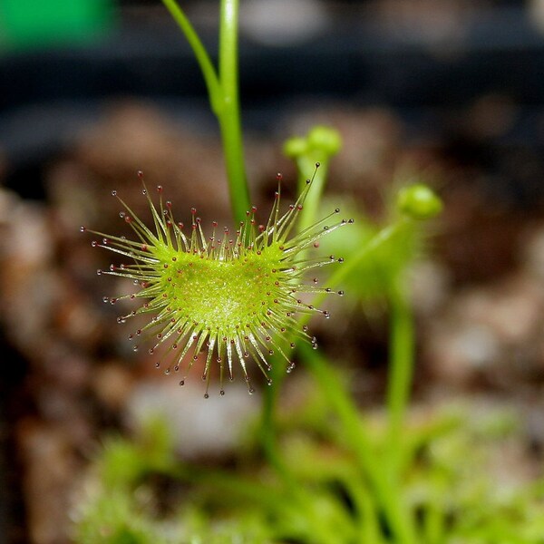 Hookeri - Pack of 20 seeds of carnivorous plant Drosera / Sundew Carnivorous plant seeds