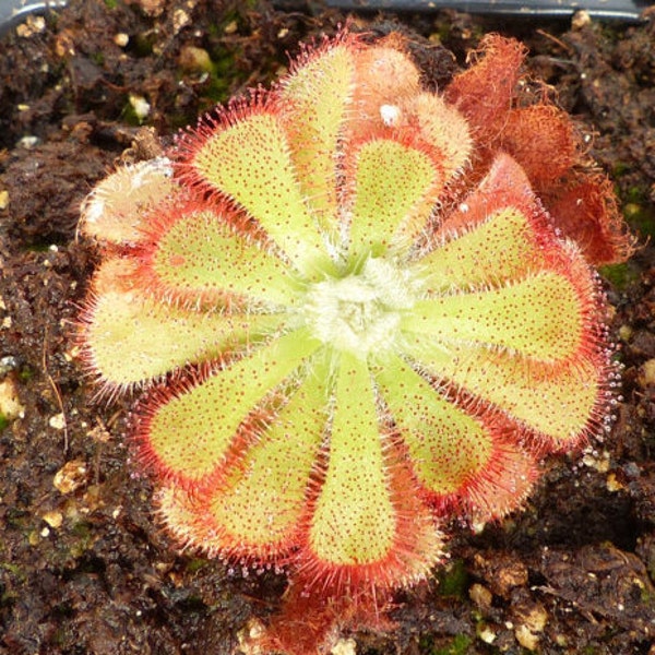 Aliciae - Pack of 20 seeds of carnivorous plant Drosera / Sundew Carnivorous plant seeds