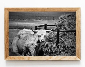 Highland Cow Cattle Printable Photo Black and White Digital Download Farmhouse Rustic Country Farm Animal Decor