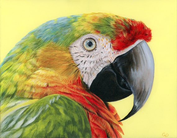 parrot portrait painting colorful bird acrylic 11x14 etsy
