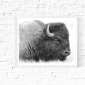 Buffalo Print Buffalo Photograph Printable Black and White Nursery Decor Bison Art Boys Room Art Kids Room image 3