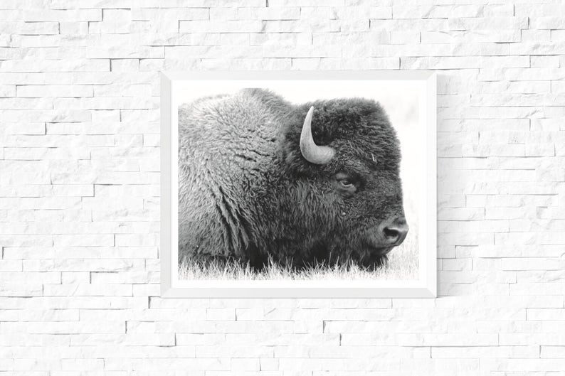 Buffalo Print Buffalo Photograph Printable Black and White Nursery Decor Bison Art Boys Room Art Kids Room image 3