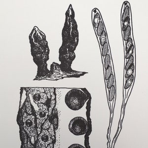 Letterpress Print: Xylaria finismundoensis