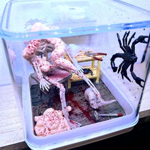 Jumper Spider Enclosure