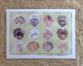 Bay Scallop Shells, Shells, A5, White Recycled, Greeting Card, Birthday Card, Shell Card, Shell, Scallops, Pink Shell, Painting, Seaside