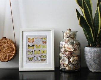 Yellow Butterflies, Butterflies, Butterfly, Yellow, Pieridae, Entomology, Print, Mounted Print, Painting, Home Decór, Wall Art, Art