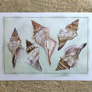 Conch Horse Shells, Shells, A5, White Recycled, Grußkarte, Geburtstagskarte, Shell Card, Shell, Conch, Pink Shell, Malerei, Kunst, Meer