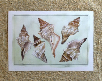 Conch Horse Shells, Shells, A5, White Recycled, Greeting Card, Birthday Card, Shell Card, Shell, Conch, Pink Shell, Painting, Art, Seaside