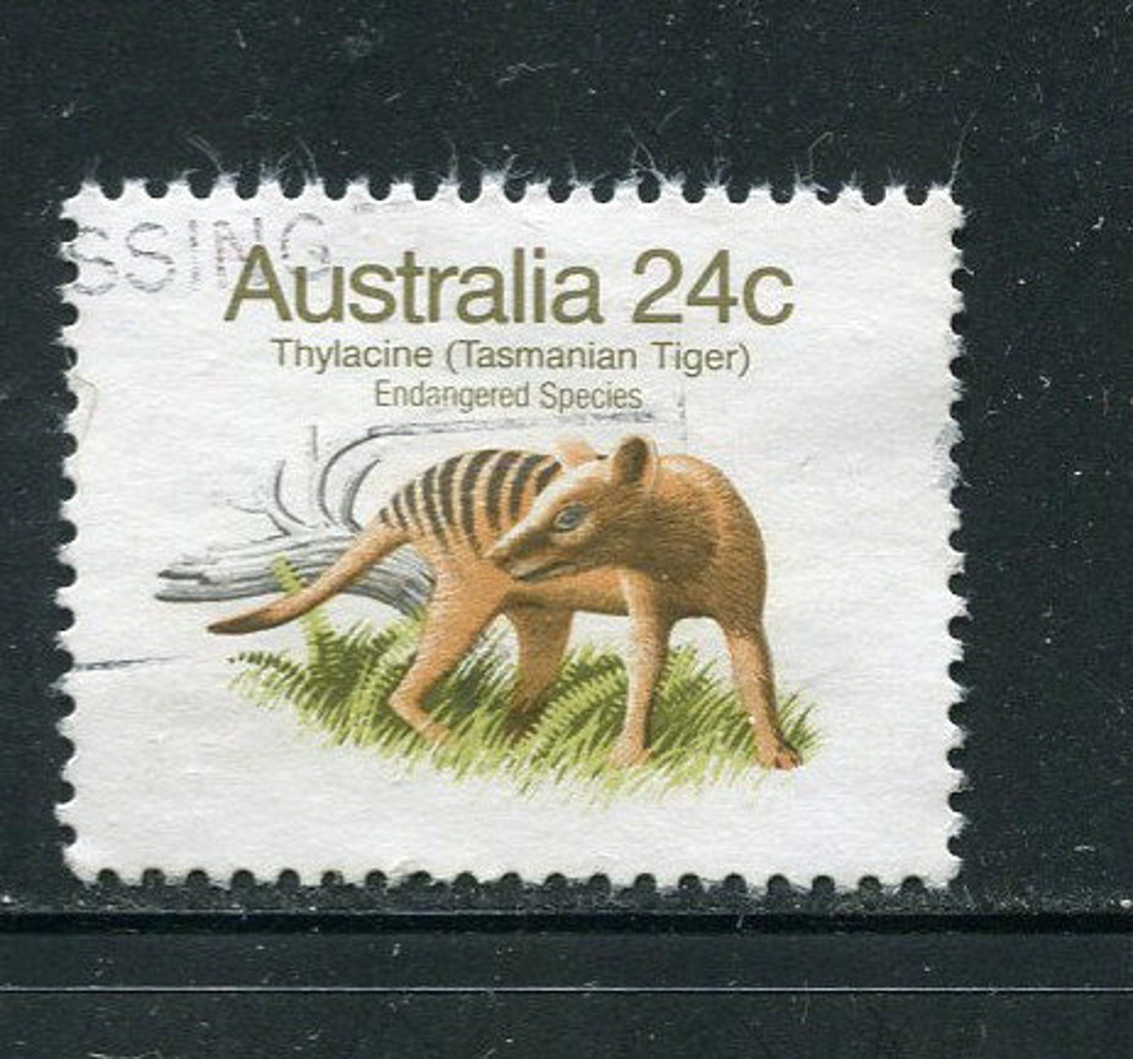 Tasmanian Tiger Stamps /25 Used Australian Stamps/Tasmanian Etsy
