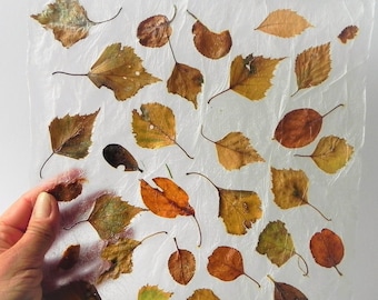 Autumn decor craft home made paper sheets with dry fall birch leaf