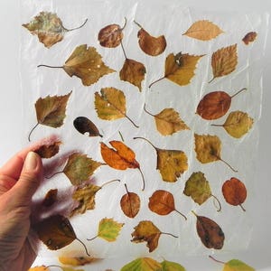 Decorazioni autunnali fatte in casa con fogli di carta con foglie di betulla secche autunnali