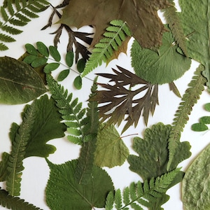 May include: A collection of dried leaves in shades of green and brown is arranged against a white background. The image features various leaf types, including fern fronds and maple leaves. The leaves are of different sizes and textures, creating a natural display.