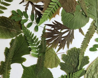 100 Green Pressed Leaves, Dried Plants, Natural Craft, Greenery for Summer Decor