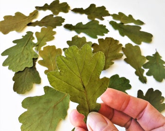 Real dried oak leaves, natural pressed small leaf decor, 20 pcs