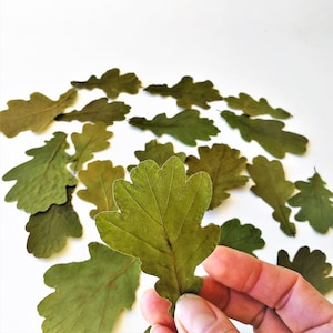 Real dried oak leaves, natural pressed small leaf decor, 20 pcs