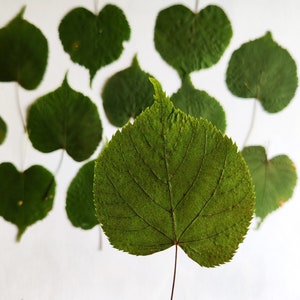 Può includere: Primo piano di una grande foglia verde con venature evidenti, su sfondo bianco. Sono visibili anche altre foglie verdi, alcune sospese con fili sottili. Le foglie hanno una forma a cuore e una superficie strutturata.