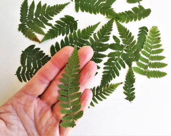 May include: A collection of dried green fern leaves on a white background. Some leaves are arranged in a circle, while others are scattered around the edge of the image. One leaf is held in a hand.