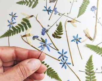 Pressed Dried Flowers 30psc Real Blue Floral and Green Fern  Mixed Pack for Craft