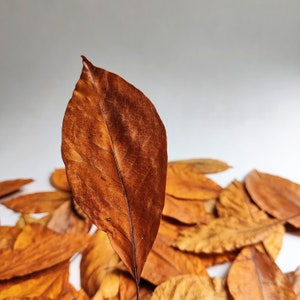 Foglie di Magnolia essiccate 20 pz. Decorazioni Naturali