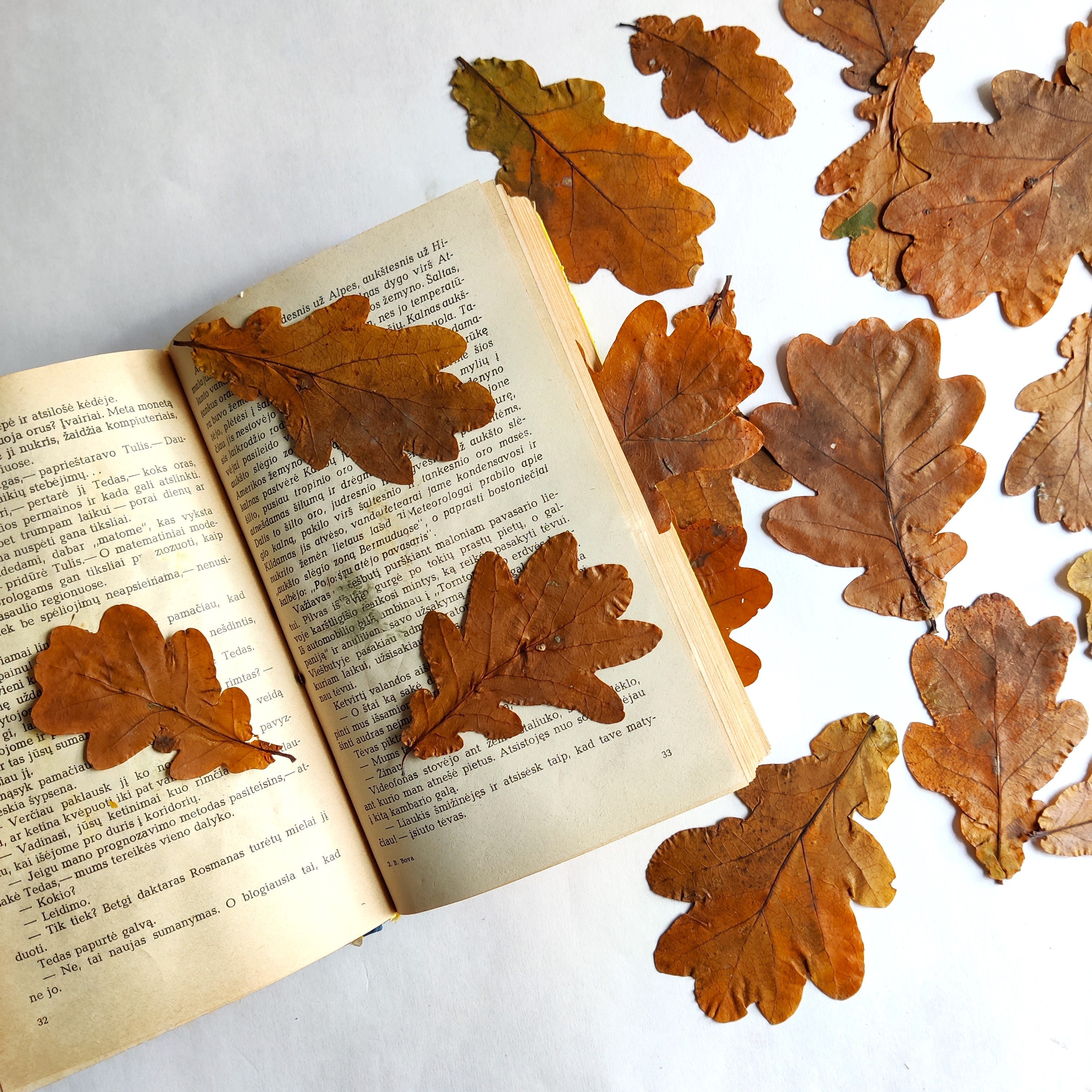 Autumn Leaves Set of 25 Dried Pressed Leaf Fall Natural Decorations - Etsy