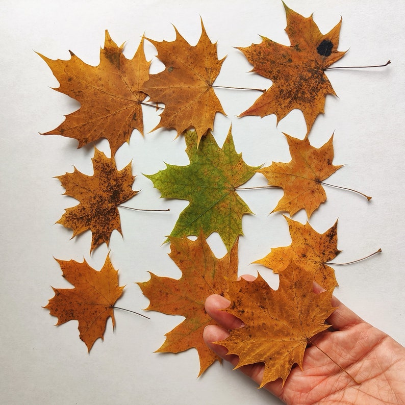 Fall Pressed Leaves. Dried Autumn Mixed Leaf. Fall decor.