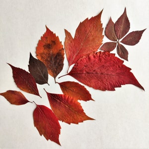 Fall Pressed Leaves. Dried Autumn Mixed Leaf. Fall decor.