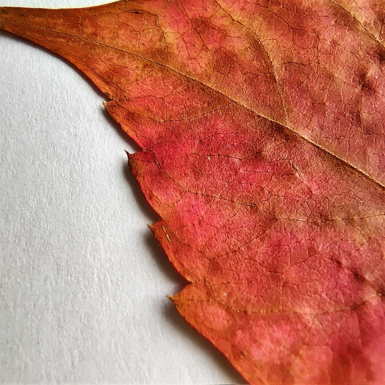 Fall Pressed Leaves. Dried Autumn Mixed Leaf. Fall decor.